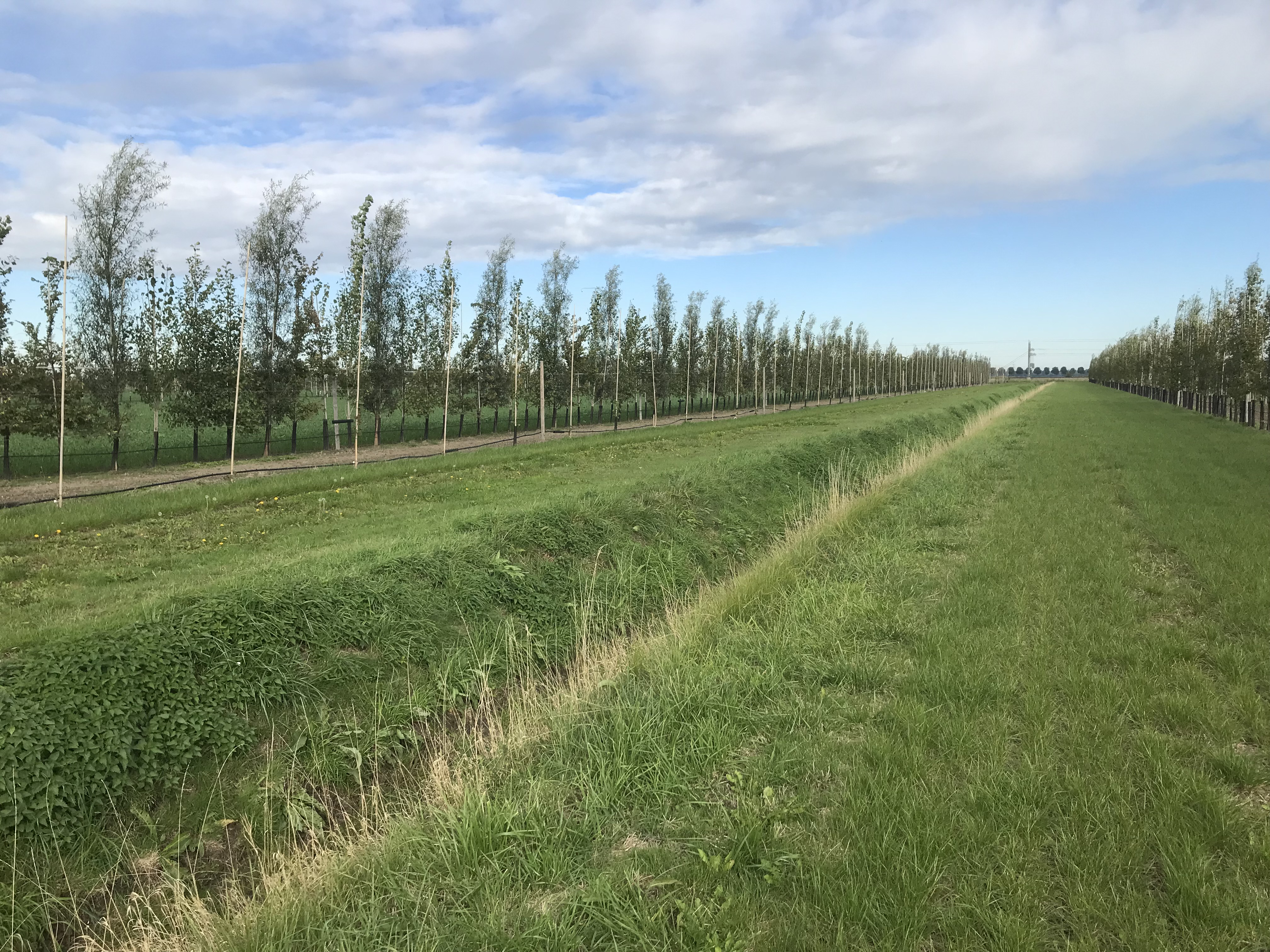 Skovlandbrug hos WUR ved Lelystadt