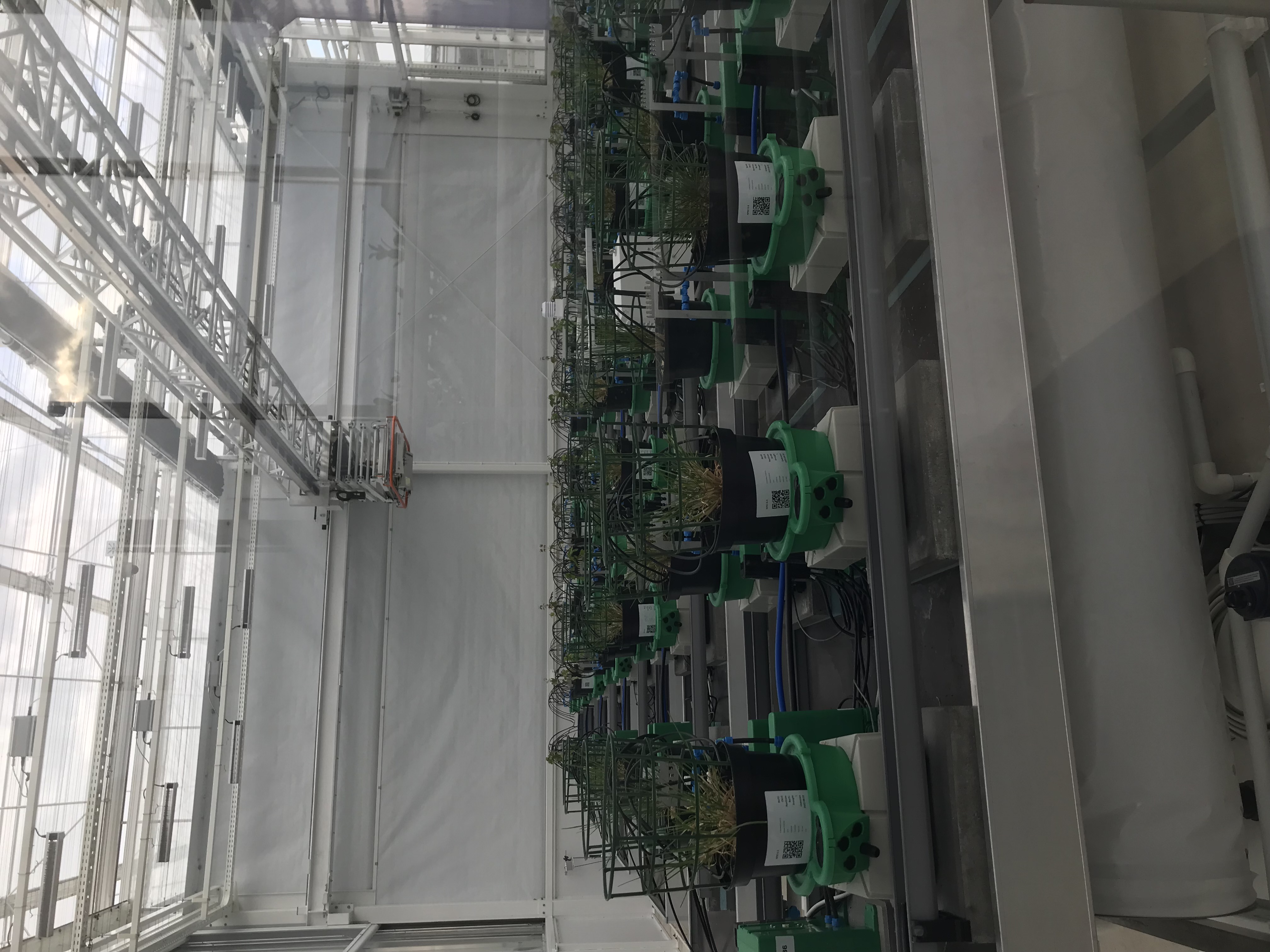 Fænotyping i NPEC ved Wageningen